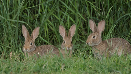 Wild rabbits hiding in tall grass