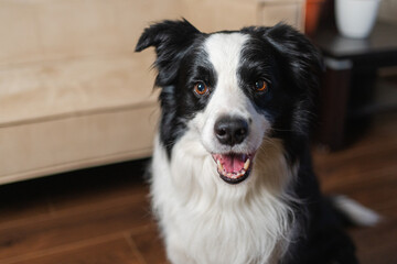 Funny portrait cute puppy dog border collie indoor. Pet dog resting at home. Puppy dog indoors in domestic room. Funny emotional dog having playful mood. Love for pets friendship companion pet care