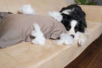Naughty playful puppy dog border collie after mischief biting pillow lying on couch at home. Guilty...