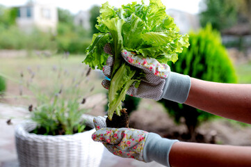Hands in agricultural gloves hold green lettuce leaves. Planting or harvesting in summer....