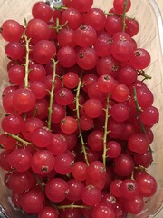 Freshly Picked Red Currants on Stems, Close-Up