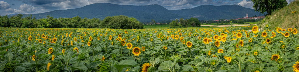 Obernai, France - 06 26 2025: Panoramic view of a field of sunflower flowers along the wine route...