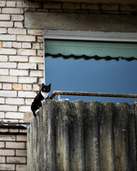 cat on the balcony