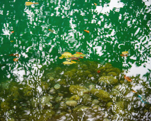 the surface of a lake with turquoise water decorated with fallen leaves. Leaves, floating in the...