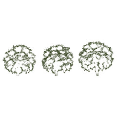 Naklejka premium Overhead View of Three Tropical Palm Trees Isolated on Transparent Background for Landscape Design