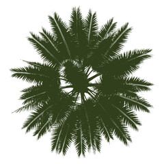 Fototapeta premium Detailed Aerial View of a Single Palm Tree on a Clear Background for Site Planning
