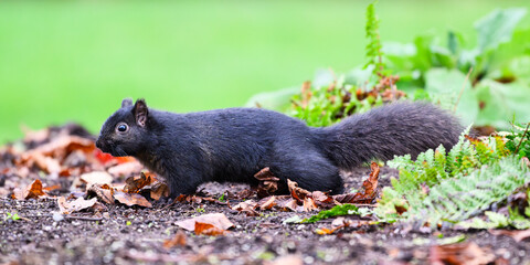 Black melanism variant of eastern gray squirrel in natural environment