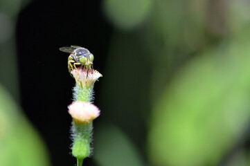 A green eyed black, white stripe wasp facing forward, on a pink tassel flower with another in front; on a bokeh background with copy space  
