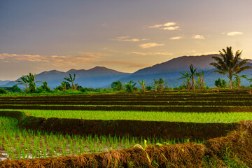 Obraz premium Beautiful morning view indonesia panorama landscape paddy fields with beauty color and sky natural light