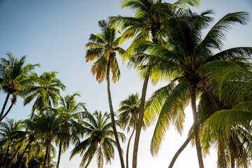 Praia Tropical com Coqueiros ao P&ocirc;r do Sol &ndash; Para&iacute;so Natural Tranquilo (Tropical Beach with Coconut Trees at Sunset &ndash; Tranquil Natural Paradise) 