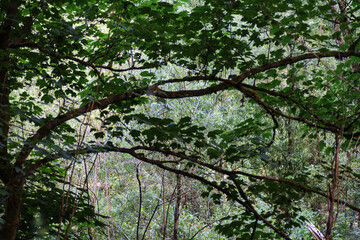 Beautiful nature in the forest with trees and green leaves in summer.