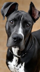 Obraz premium A black dog sits calmly outside, its expressive eyes reflecting curiosity and intelligence amid a cheerful outdoor atmosphere