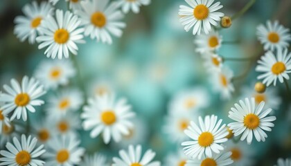 Obraz premium Soft blurred turquoise floral background, white daisy frame, bokeh light center, serene, stock photo