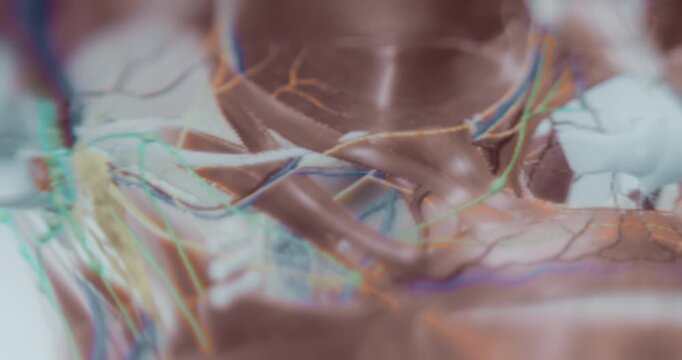 Human face anatomy macro view