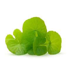Gotu kola centella asiatica extract with fresh leaves isolated on  transparent.
