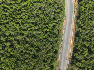 Serene curved road amidst vibrant green forest in tranquil nature setting