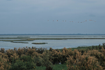 Flamingos flight in the Regional Park of the Po Delta. Flamingos flying in the Comacchio Valleys in the Po Delta Regional Park, Emilia-Romagna, Italy