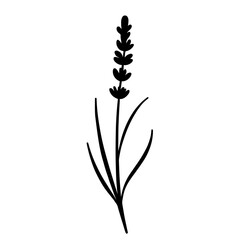 Minimalist black silhouette of a lavender sprig on white background