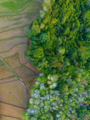 Beautiful morning view indonesia panorama landscape paddy fields with beauty color and sky natural...