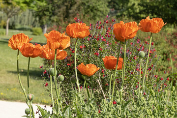 Fleurs de pavot d'Orient