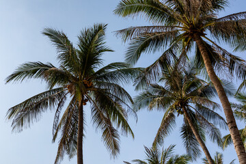 The crowns of palm trees with coconuts, view from below on blue sky background. Tropical vacation concept. High quality photo. copy space.