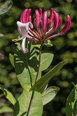 Fleur de chèvrefeuille	