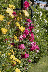 Gros plan de rosiers grimpants sur une structure en métal

