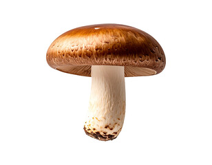 One Matsutake mushroom levitating against a plain white backdrop, detailed surface texture, earthy tones, PNG