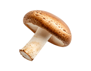 One Matsutake mushroom levitating against a plain white backdrop, detailed surface texture, earthy tones, PNG