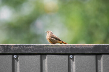 the black redstart sitting on the fence with the green background