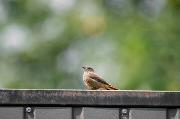 the black redstart sitting on the fence with the green background
