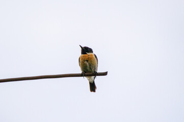 the european stonechat perched on a branch