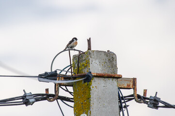 the european stonechat perched atop a concrete utility pole 