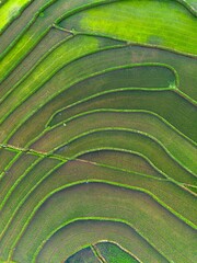 Beautiful morning view indonesia panorama landscape paddy fields with beauty color and sky natural...