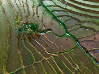 Beautiful morning view indonesia panorama landscape paddy fields with beauty color and sky natural...