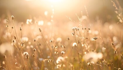Golden meadow at sunset in summertime