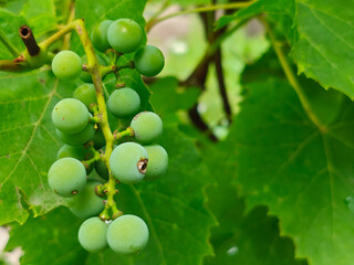Close-up of Unripe Green Grapes on a Vine