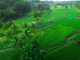 Beautiful morning view indonesia panorama landscape paddy fields with beauty color and sky natural...