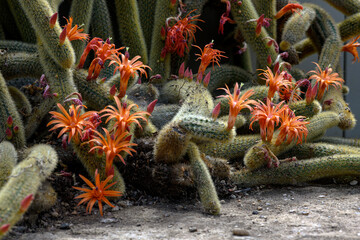 Closeup on a blossoming cactuses