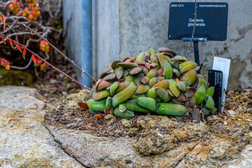 Closeup on a cluster of succulent plants