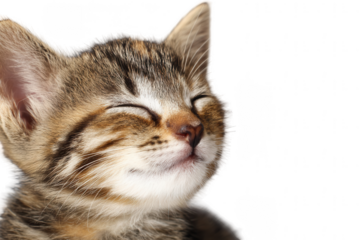 Close-up portrait of a happy, smiling, cute kitten isolated on a white background, png, transparent