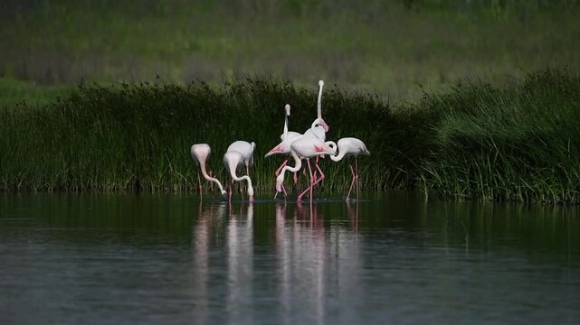 Grupo de flamencos en movimiento