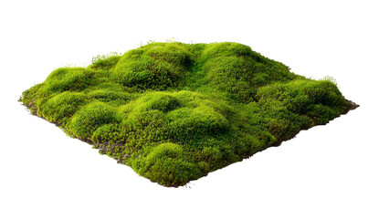 Moss, isolated on a white background, png, transparent