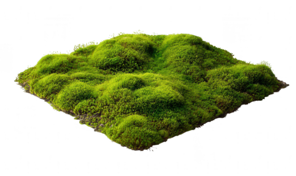 Moss, isolated on a white background, png, transparent