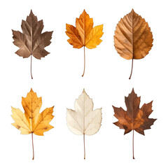 Obraz premium Autumn Maple Leaves Variety Design