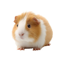 A fluffy tan and white guinea pig with a pink nose and tiny paws isolated on transparent background
