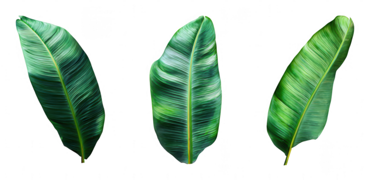 Set of tropical banana leaves isolated on a white background, png, transparent