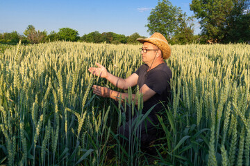 A farmer kneels in a lush field of golden wheat, examining the plants closely as the sun sets. The...