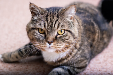 Charming Striped Cat Peacefully Relaxing Indoors in a Cozy Environment, Full of Comfort