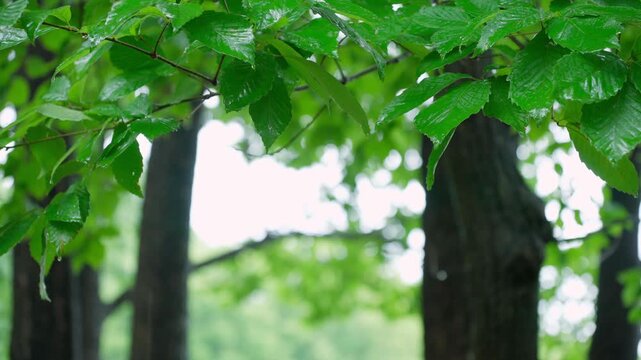 木の葉を濡らす雨と葉から落ちる水滴。蝉の鳴き声と傘に落ちる雨の音
